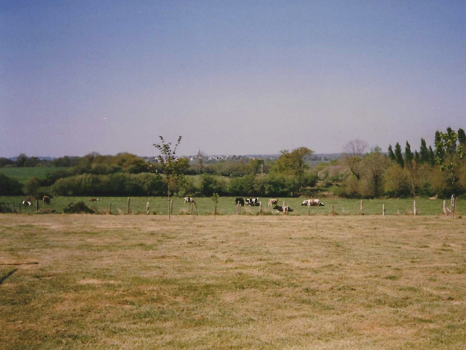 des vaches en 1992